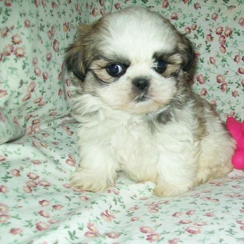 Meet your Posher, Elizabeth